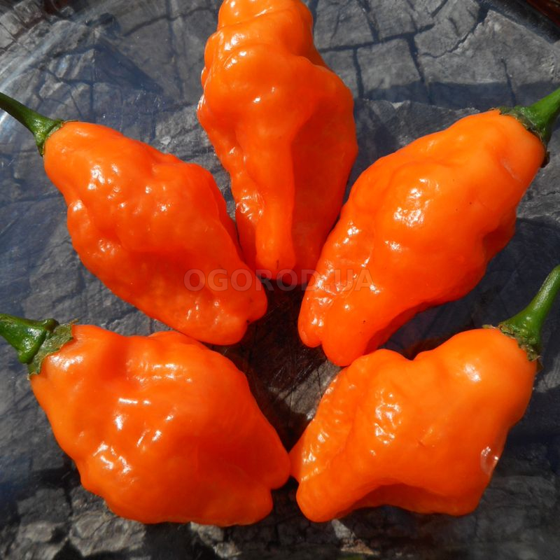 Семена перца острого «Scotch Bonnet Saraga» (Скотч Боннет Сарага ...