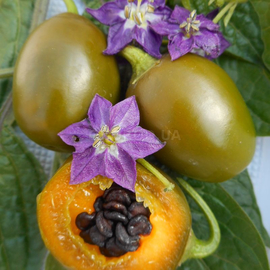 Семена перца острого «Rokoto Mini Olive» (Рокото Мини Олив), серия «От автора» - 5 семян