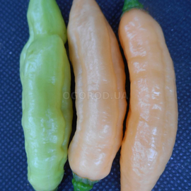Семена перца острого «White Bhut Jolokia JW» (Бхут Джолокия Вайт JW), серия «От автора» - 5 семян