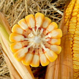 Семена кукурузы «Капитал», ТМ OGOROD - 10 грамм