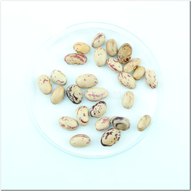 Семена фасоли «Кремово-коричневая», ТМ OGOROD - 10 грамм