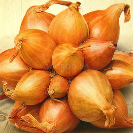 Семена лука «Сорокозубка» (шалот), ТМ «СЕМЕНА УКРАИНЫ» - 0,25 грамма