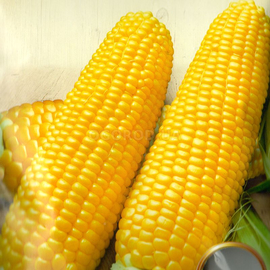 Семена кукурузы «Багратион» F1, ТМ «СЕМЕНА УКРАИНЫ» - 15 грамм