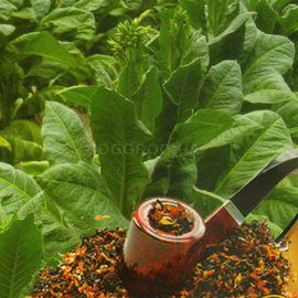 Семена табака «Махорка деревенская», ТМ AGROMAKSI SEEDS - 0,1 грамма