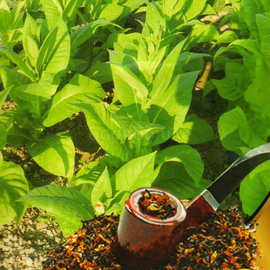 Семена табака «Дюбек новый», ТМ AGROMAKSI SEEDS - 0,1 грамма