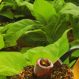 Семена табака «Гавана», ТМ AGROMAKSI SEEDS - 0,1 грамма