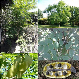 Семена кентуккийского кофейного дерева / Gymnocladus dioicus, ТМ OGOROD - 2 семечка