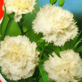 Семена гвоздики садовой «Шабо белая», ТМ «Яскрава» - 0,1 грамма