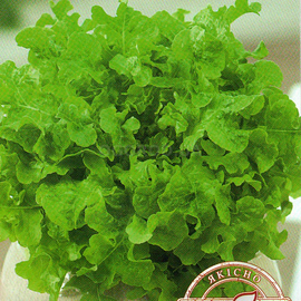 Семена салата «Корал зеленый» (листовой), ТМ «Економікс» - 0,5 грамма