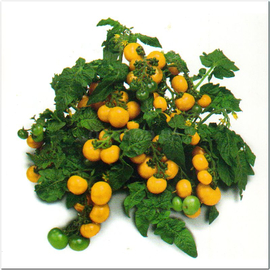 УЦЕНКА - Семена томата «Балконный желтый», ТМ «Економікс» - 0,1 грамма