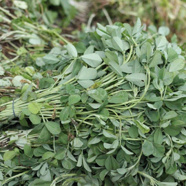 Семена пажитника сенного (грибной травы) / Trigonella foenum-graecum, TM OGOROD - 1 грамм