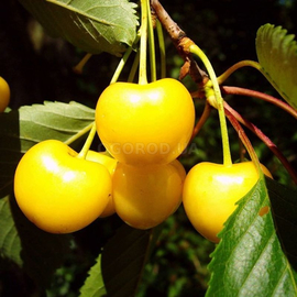 Семена черешни «Журба» / Prunus avium, ТМ OGOROD - 5 семян