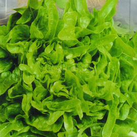 Семена салата «Дубовый зеленый» (ромэн), ТМ SeedEra - 1 грамм