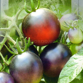 Семена томата «Фиолетовый», ТМ SeedEra - 0,1 грамма