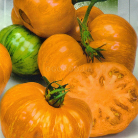 Семена томата «Зебра оранжевая», ТМ SeedEra - 0,1 грамма