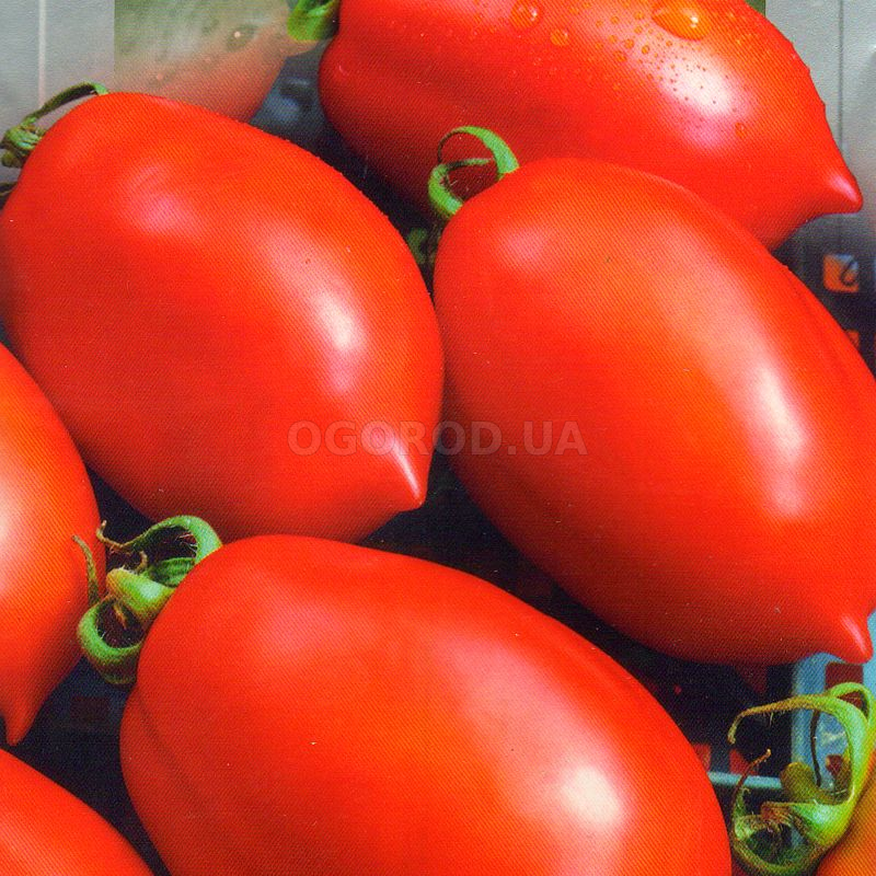 Сорт томатов ракета фото и описание