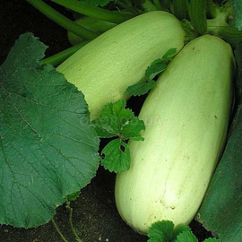 Семена кабачка «Одесский Белый», ТМ OGOROD - 100 семян