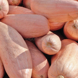 Семена тыквы «Розовый банан», ТМ OGOROD - 150 грамм