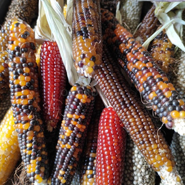 Семена кукурузы «Миниатюрная радуга» (смесь), ТМ OGOROD - 50 семян