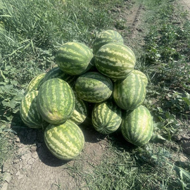 Кликните для увеличения изображения Семена арбуза «Максимус», ТМ OGOROD - 100 семян