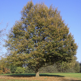 Семена дуба македонського / Quercus trojana, ТМ OGOROD - 10 жёлудей