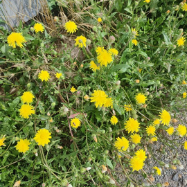 Кликните для увеличения изображения Семена скерды щетинистой / Crepis setosa Haller f, TM OGOROD - 100 семян