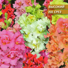 УЦЕНКА - Семена антирринума «Бразильский карнавал», ТМ W. Legutko - 0,1 грамма