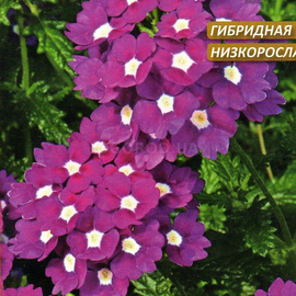 УЦЕНКА - Семена вербены гибридной «Сплендор», ТМ W. Legutko - 0,1 грамма