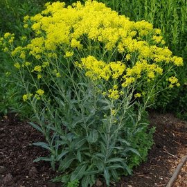 Кликните для увеличения изображения Семена вайды красильной / Isatis tinctoria, ТМ OGOROD - 100 семян