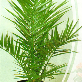 УЦЕНКА - Семена пальмы «Канарская» / Phoenix canariensis, ТМ «СЕМЕНА УКРАИНЫ» - 2 грамма