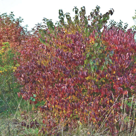 Семена свидины кроваво-красной или дерена красного / Cornus sanguinea, ТМ OGOROD - 10 семян