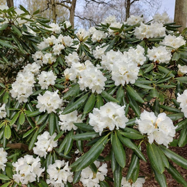 Семена рододендрона «Гиперитрум» / Rhododendron hyperythrum, ТМ OGOROD - 100 семян