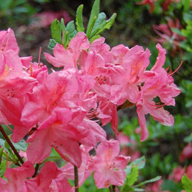 Семена рододендрона розового «Flore Roseum» / Rhododendron Flore Roseum, ТМ OGOROD - 100 семян