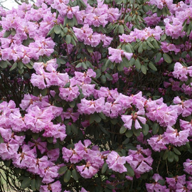 Семена рододендрона украшающего / Rhododendron oreodoxa, ТМ OGOROD - 100 семян