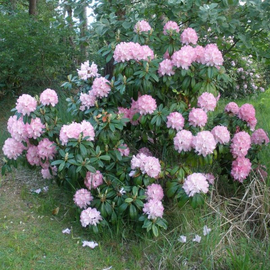 Семена рододендрона «Клементина» / Rhododendron clementinae, ТМ OGOROD - 100 семян