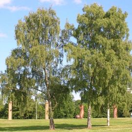 Семена березы повислой / Betula pendula, ТМ OGOROD - 100 семян