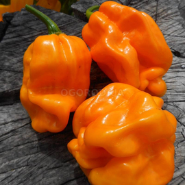 Семена перца острого «Habanero Numex Suave Orange», серия «От автора» - 50 семян
