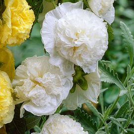 Семена мальвы махровой белой, TM OGOROD - 100 семян