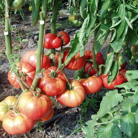 Семена томата «Великий воин», TM OGOROD - 200 семян