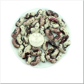 Семена фасоли «Бабочка», TM OGOROD - 100 семян