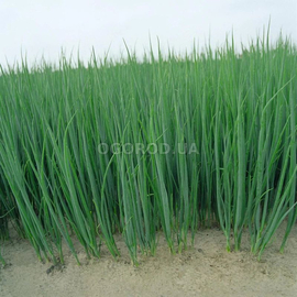 УЦЕНКА - Семена лука «Бигги» F1 / Biggi F1, ТМ Enza Zaden - 1 грамм