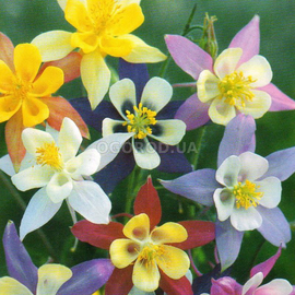 УЦЕНКА - Семена аквилегии крупноцветковой (смесь), ТМ W. Legutko - 0,2 грамма