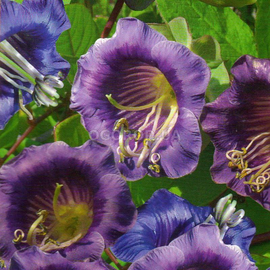 УЦЕНКА - Семена кобеи лазающей, ТМ W. Legutko - 10 семян