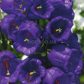 УЦЕНКА - Семена колокольчика насыщенно-синего, ТМ W. Legutko - 0,1 грамма