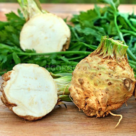 УЦЕНКА - Семена сельдерея корневого, ТМ Legutko - 0,5 грамм