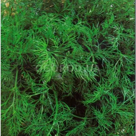 УЦЕНКА - Семена укропа «Лесногородский», ТМ «Елітcортнасіння» - 3 грамма