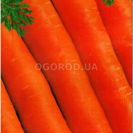 УЦЕНКА - Семена моркови «Тушон», ТМ «Елітсортнасіння» - 2 грамма