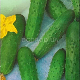 УЦЕНКА - Семена огурца «Изящный», ТМ «Елітcортнасіння» - 1,5 грамма