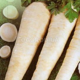 УЦЕНКА - Семена петрушки «Берлинская корневая», ТМ «Елітсортнасіння» - 2 грамма