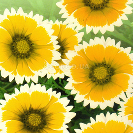 УЦЕНКА - Семена лейи элегантной (Лайя) / Layia platyglossa, ТМ «Елітсортнасіння» - 0,1 грамма